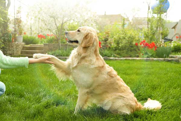 Golden Retriever sitzt aufmerksam vor seinem Halter und wartet auf ein Leckerli beim Training des Sitz-Kommandos