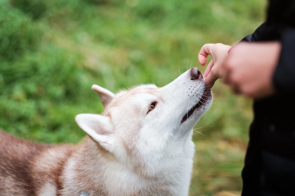 Hund bekommt ein Leckerli während des Trainings